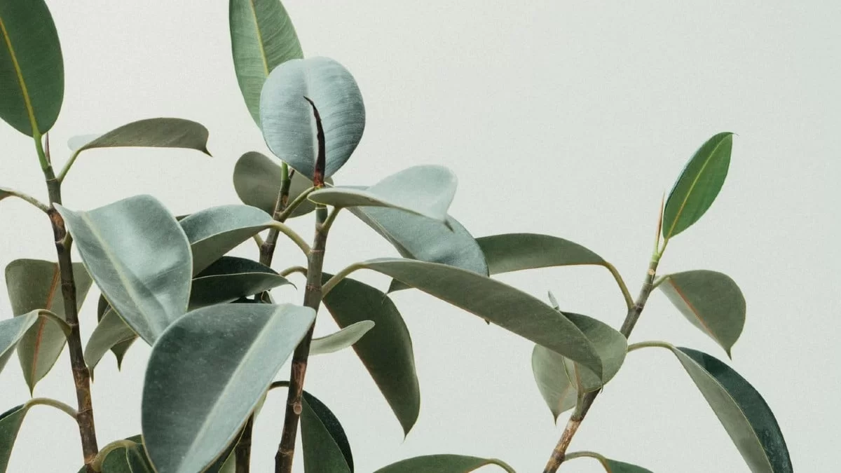 Δε θα μείνει κατσαρίδα ή αράχνη - Το φυτό που πρέπει να έχετε σπίτι σας για να διώχνει τα έντομα