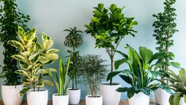 Θα σου χαμογελάσει η τύχη αν βάλεις αυτό το φυτό στο σπίτι σου - Φέρνει μέχρι και ευημερία στα ερωτικά