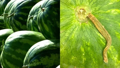 Μεγάλη προσοχή: Αν το κοτσάνι από το καρπούζι έχει ξεραθεί πρέπει να...