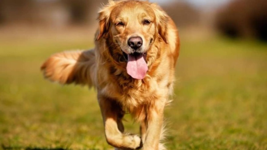 Πώς θα απαλλαγείτε από τα τσιμπούρια