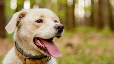 Κόλλησες τσιμπούρια από τον σκύλο σου; Αντιμετώπισέ το άμεσα χρησιμοποιώντας κανέλα και...