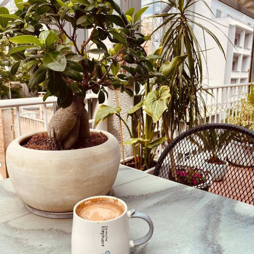 Το φυτό έχει στο σπίτι της η Ελεονώρα Ζουγανέλη και φέρνει θετική ενέργεια και τύχη