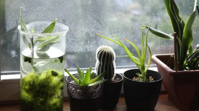 Αυτό το φυτό θα σας σώσει - Προστατεύει το σπίτι από απειλές και από την αρνητικότητα των ανθρώπων