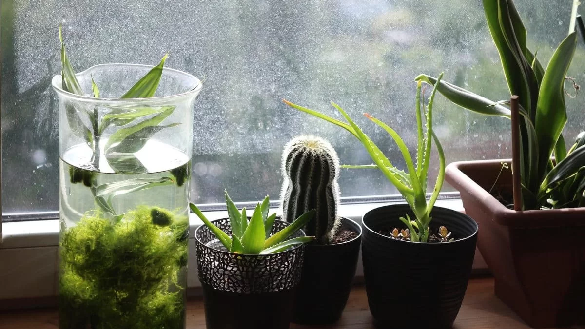 Αυτό το φυτό θα σας σώσει - Προστατεύει το σπίτι από απειλές και από την αρνητικότητα των ανθρώπων