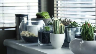 Αφαιρέστε αμέσως 2 φυτά αν τα έχετε στο σπίτι σας - Αποτελούν κίνδυνο για τα παιδιά