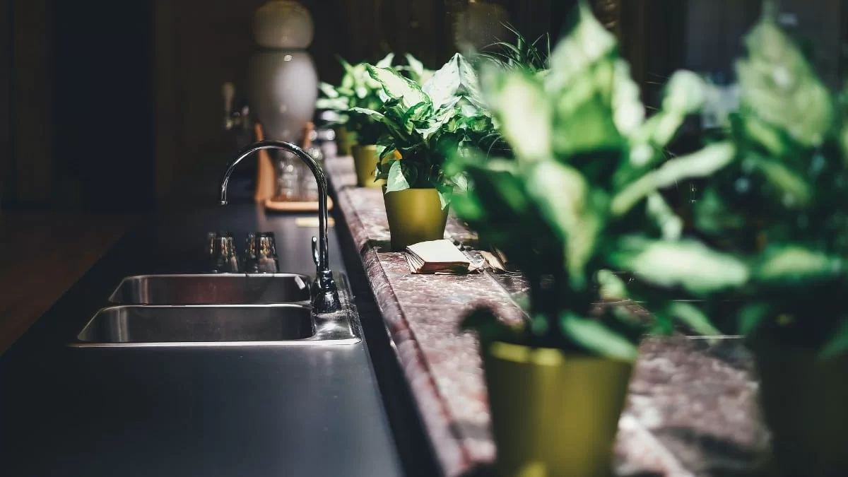 Αργοπεθαίνει το φυτό σας; 3+1 μυστικά για να το αναστήσετε