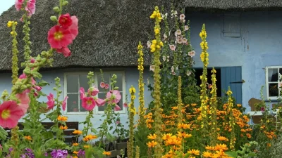 Το φυτό που πρέπει να φυτέψεις στην αυλή σου - Λειτουργεί σαν φυσικό botox εξαφανίζοντας τις ρυτίδες