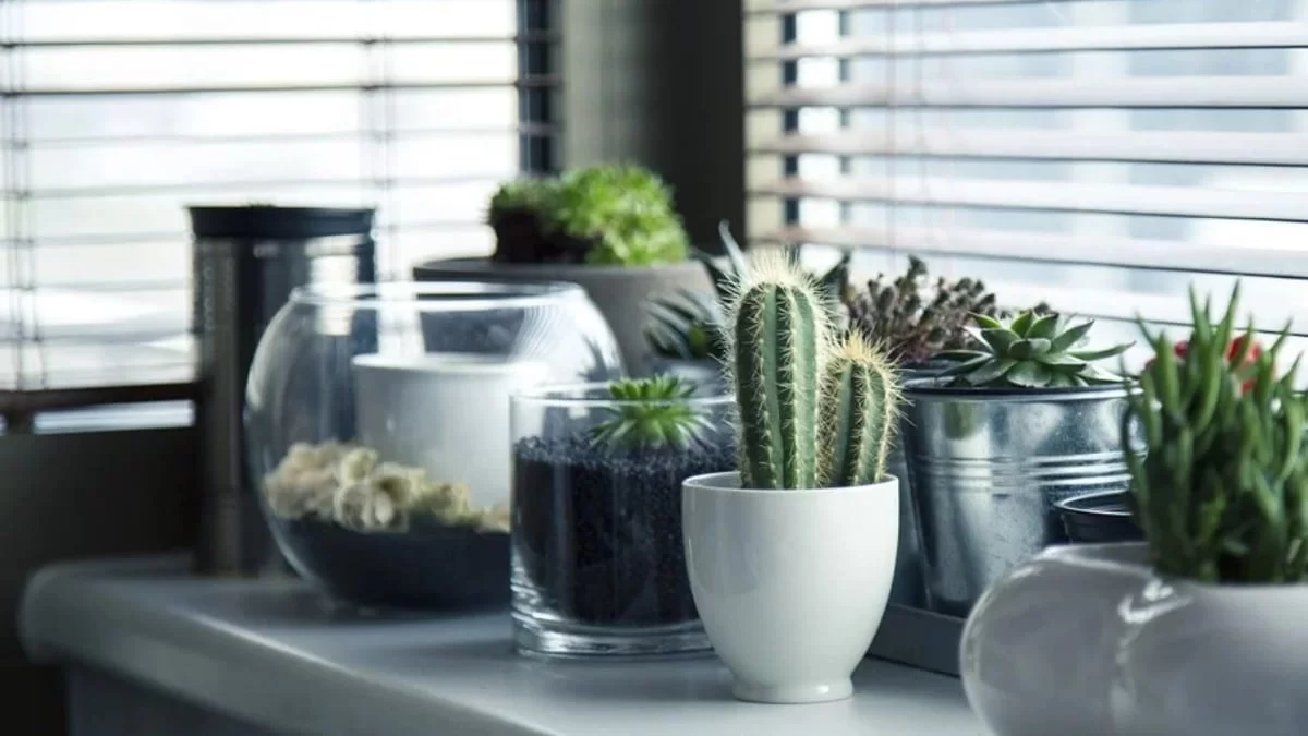 Πολλά τα οφέλη που θα δεις αν ρίξεις κανέλα στα φυτά σου - Μέσα σε λίγες μέρες θα...