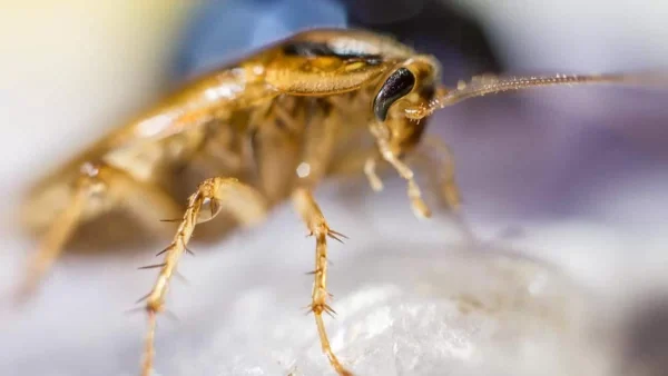 Ο απόλυτος τρόπος για να εξοντώσετε τις κατσαρίδες μόνο με μαγειρική σόδα και...