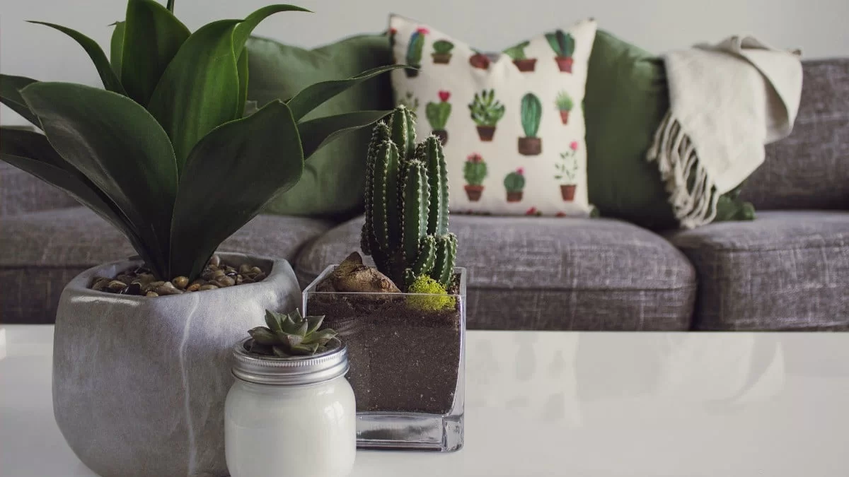 Συντηρούνται εύκολα και είναι οικονομικά - Τα 3 πιο πολυσυζητημένα φυτά που θα βρεις στα περισσότερα σπίτια