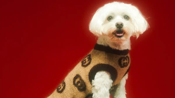 Μόδα για κατοικίδια: Η νέα συλλογή του οίκου Gucci, για να είναι οι πιο πιστοί σας φίλοι σαν... βασιλιάδες