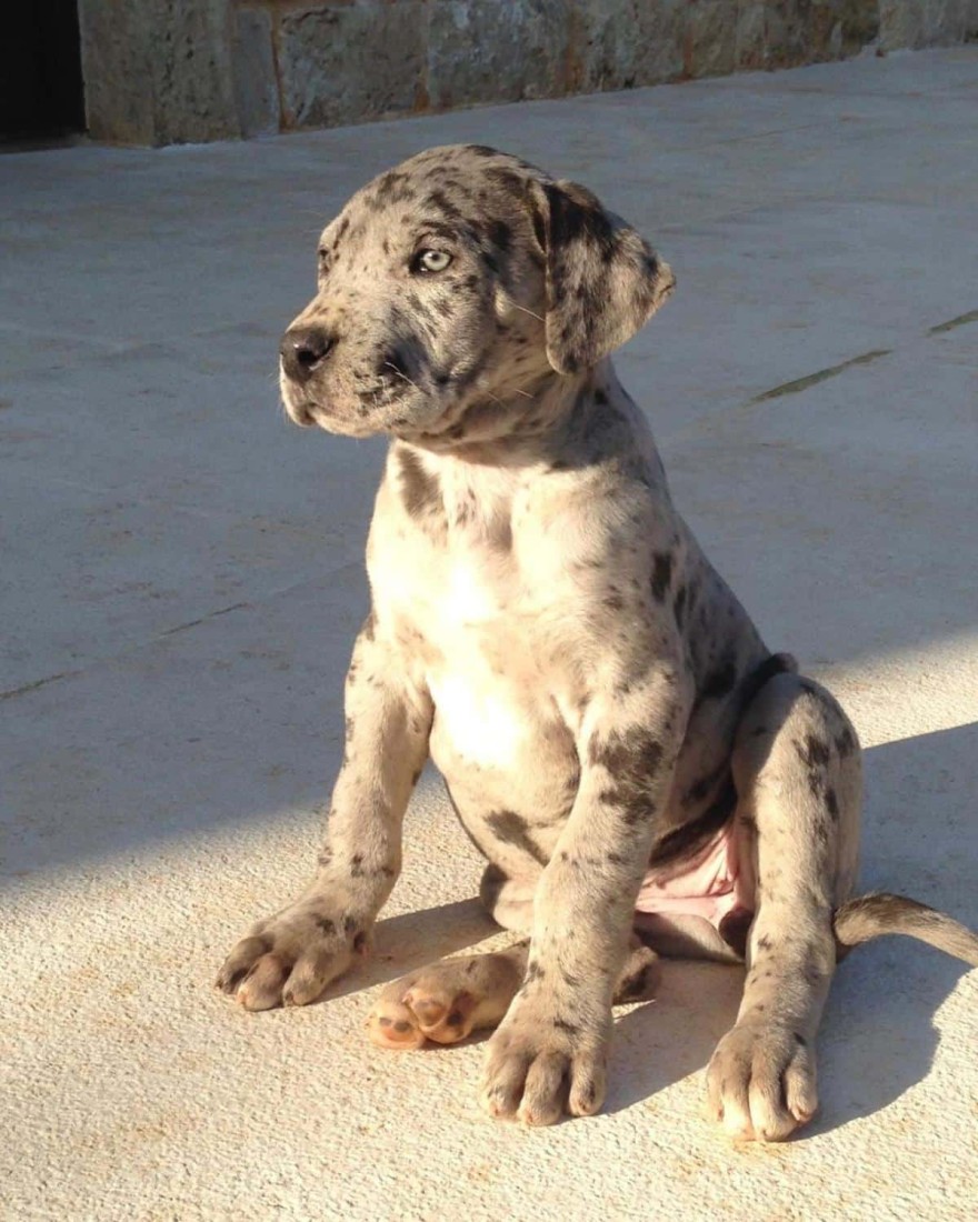 Η συγκινητική ανάρτηση της Άλκηστις Πρωτοψάλτη για την σκυλίτσα της που πέθανε