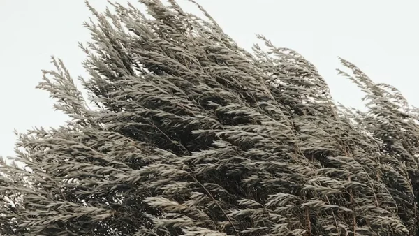 Καιρός: Παγετός και ισχυροί άνεμοι - Πως θα κυμανθεί η θερμοκρασία σήμερα (21/12)