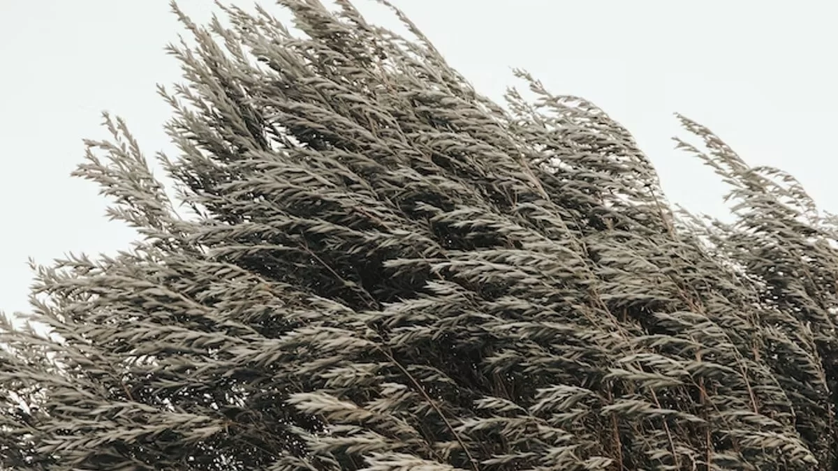 Καιρός: Παγετός και ισχυροί άνεμοι - Πως θα κυμανθεί η θερμοκρασία σήμερα (21/12)