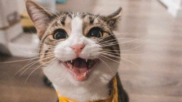 Το γνώριζες; Τι σημαίνει αν δεις στον ύπνο σου γάτα!