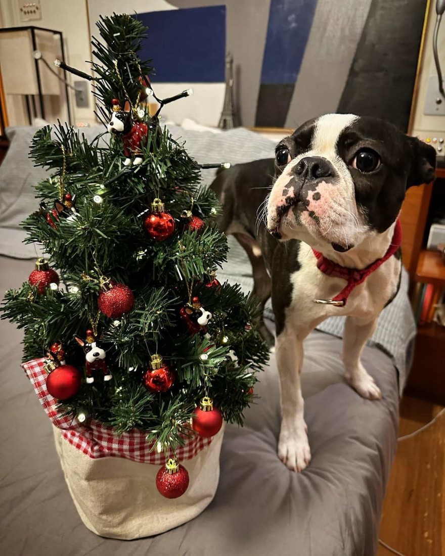 Σκυλάκι Τσαγκρίδη