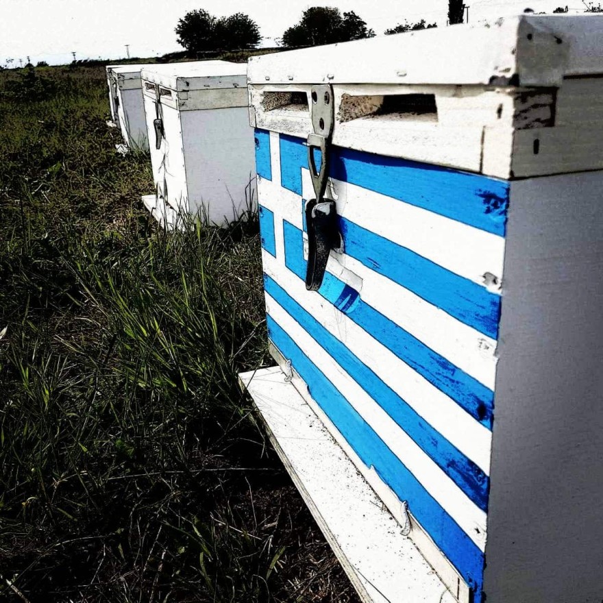 Από το Ανωχώρι Φαρσάλων η «SMARTBEES» έρχεται στο τραπέζι σας