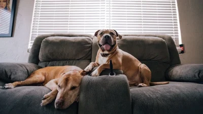 Πώς να κάνετε φιλικό το σπίτι σας για το τετράποδό σας: 3+1 tips