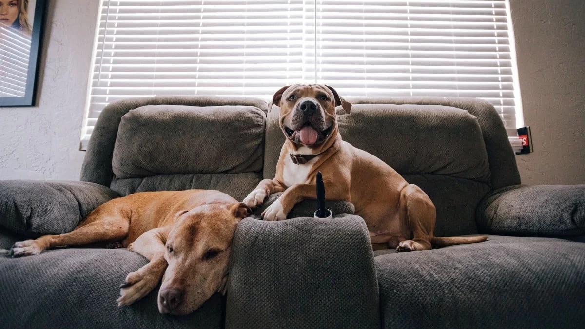 Πώς να κάνετε φιλικό το σπίτι σας για το τετράποδό σας: 3+1 tips