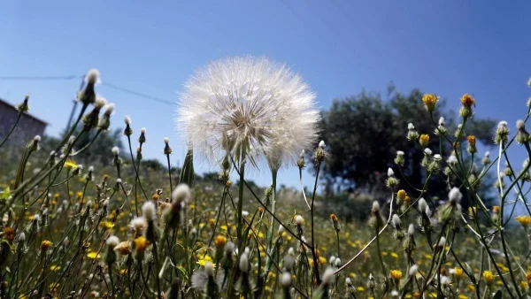 Ανοιξιάτικο το κλίμα και σήμερα 24/2 - Ήπιος ο καιρός με αυξημένες θερμοκρασίες