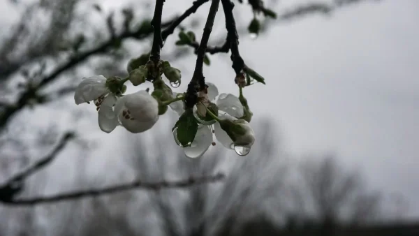 Ο καιρός σήμερα Παρασκευή 17/3 - Βροχές, καταιγίδες και χιόνια