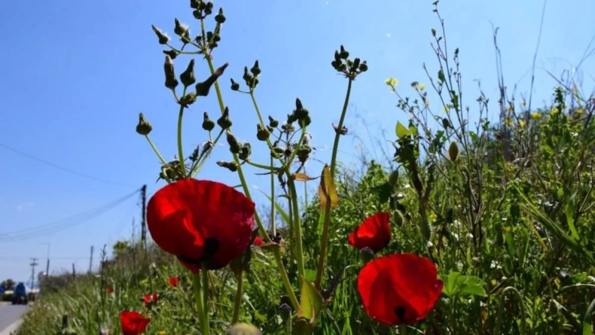 Η θερμοκρασία θα σημειώσει μικρή πτώση - Πως θα είναι ο καιρός σήμερα 2/4