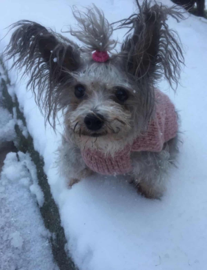 Σάντρα Βουτσά θρήνος σκύλος