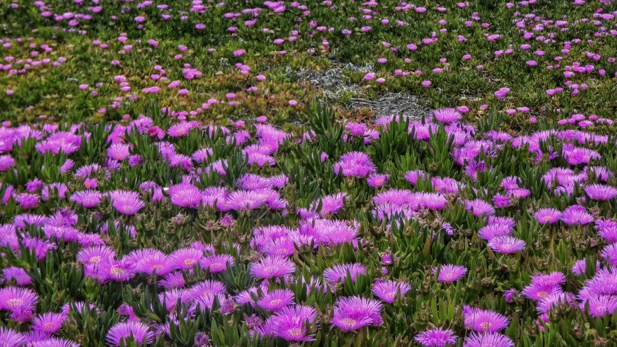Αναλυτικά ο καιρός σήμερα Δευτέρα 8/5 από την ΕΜΥ