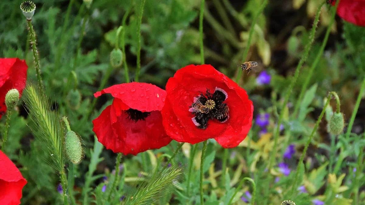 Ο καιρός σήμερα Τρίτη 2/5 - Τι θερμοκρασίες για έχουμε και που θα βρέξει