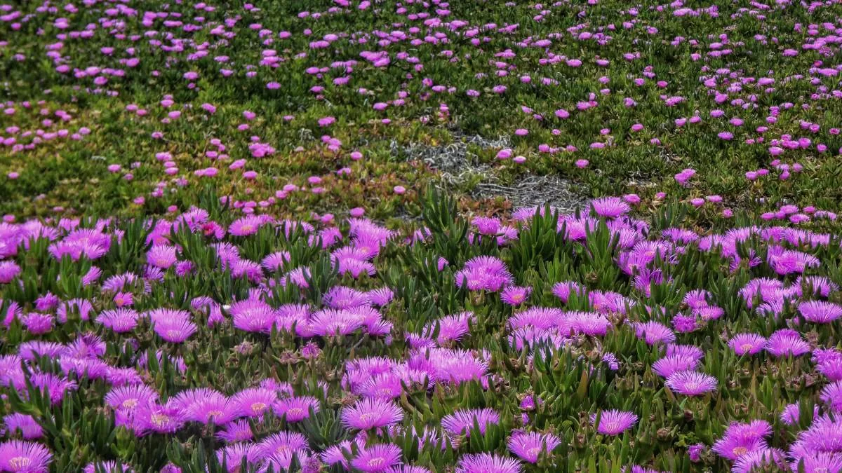 Με τι καιρό θα κάνουμε Πρωτομαγιά - Που θα σημειωθούν βροχές και καταιγίδες