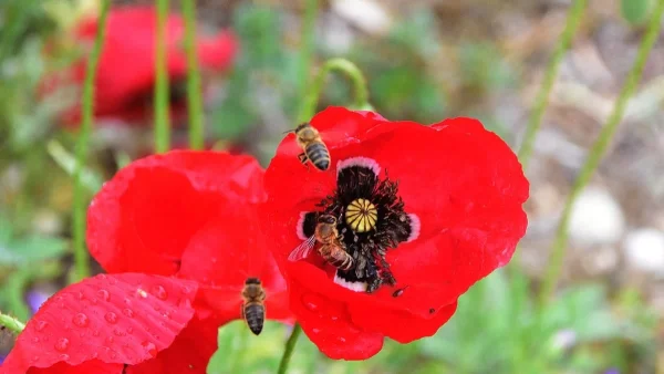 Καλοκαιρινός ο καιρός σήμερα 6/5 στις περισσότερες περιοχές - Μέχρι πόσους βαθμούς θα φτάσει η θερμοκρασία