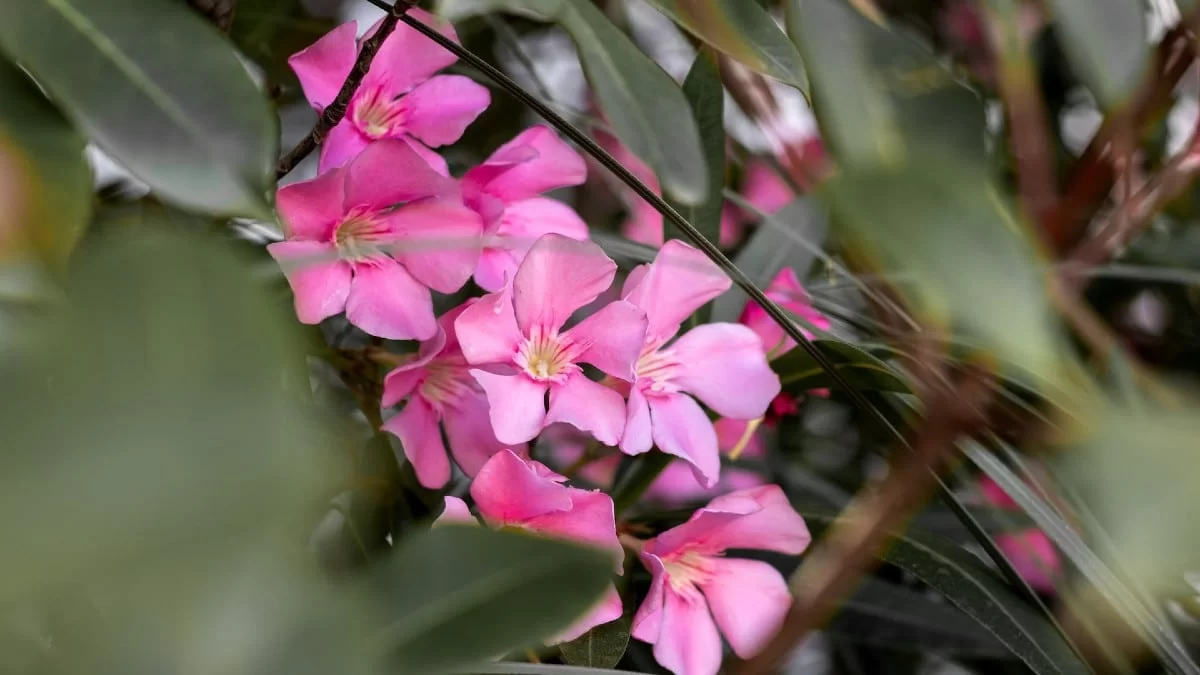 Προκαλούν από απώλεια μαλλιών μέχρι εγκεφαλική νάρκη - Τα 3 άνθη/φυτά που δεν πρέπει να αγγίξεις στον δρόμο