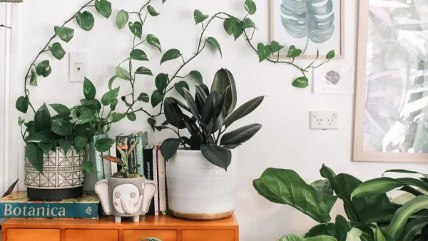 Παραλυσία, ζάλη, αναπνευστικά & καρδιακά προβλήματα - Τα 7 επικίνδυνα φυτά που έχετε σπίτι και πρέπει να προσέχετε