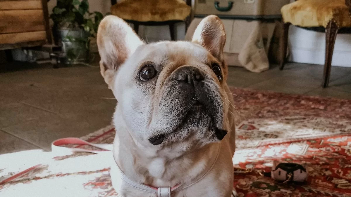 Αρρώστησε βαριά και τελικά πέθανε: Κρατήστε μακριά τα σκυλιά σας από αυτό το επικίνδυνο φυτό