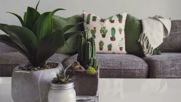 Όσο κι αν δεν του φαίνεται: Αυτό είναι το φυτό που φέρνει τύχη και χρήμα στο σπίτι