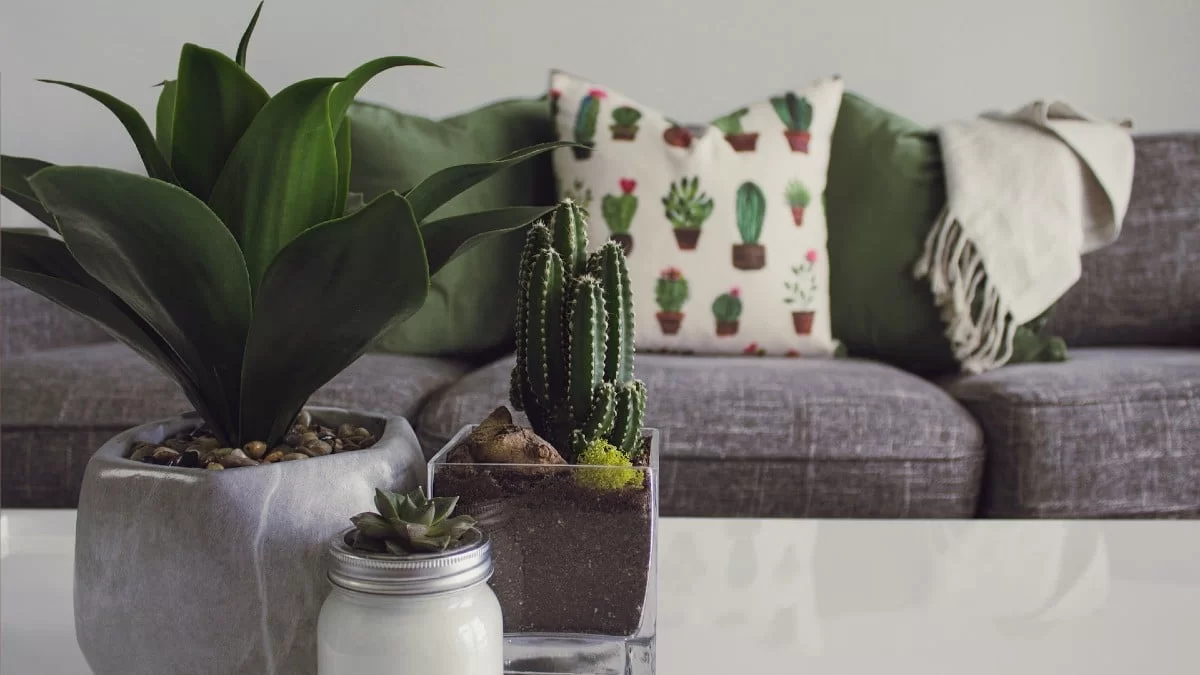 Όσο κι αν δεν του φαίνεται: Αυτό είναι το φυτό που φέρνει τύχη και χρήμα στο σπίτι