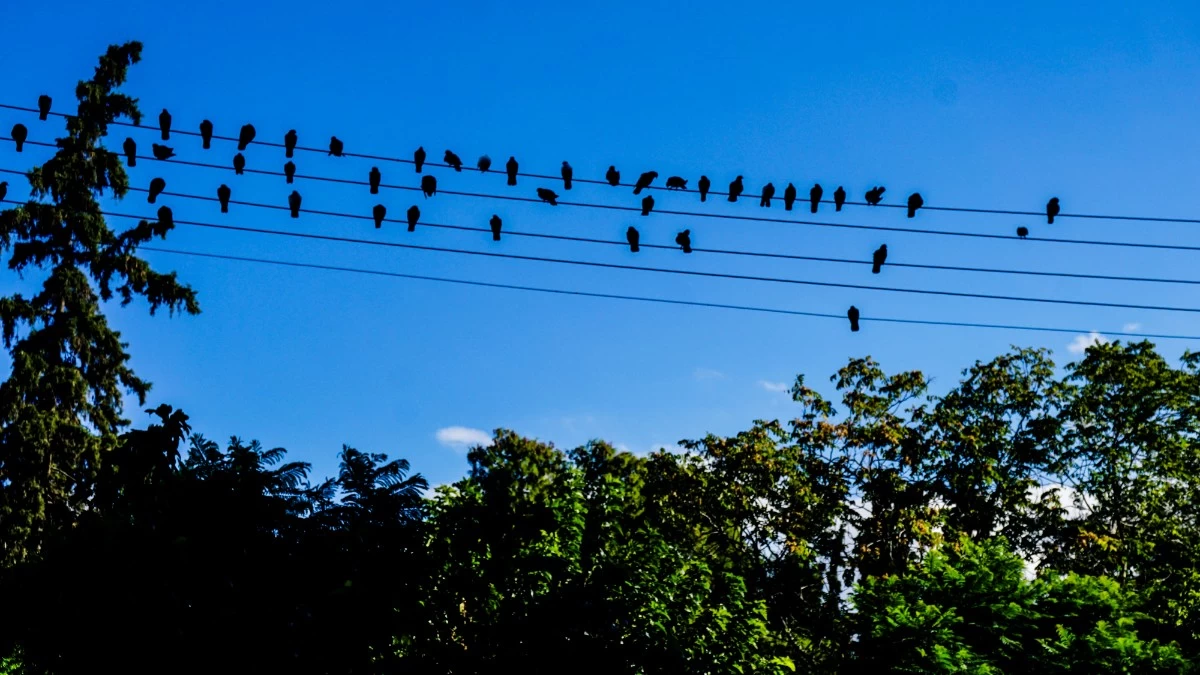 Καιρός 20/11: Με παγωνιά ξεκινάει η εβδομάδα - Που θα φτάσει η θερμοκρασία;