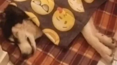 Αράχωβα: Κενά στην κατάθεση του ιδιοκτήτη - Τι δείχνουν οι κάμερες της περιοχής για την κακοποίηση του χάσκι