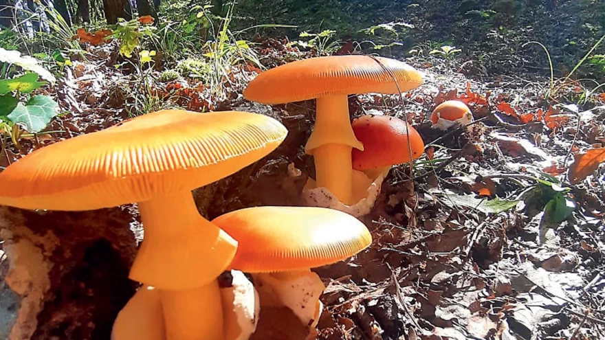 Κανέλα & Γαρύφαλλο: Με μενού αφιερωμένο στα μανιτάρια