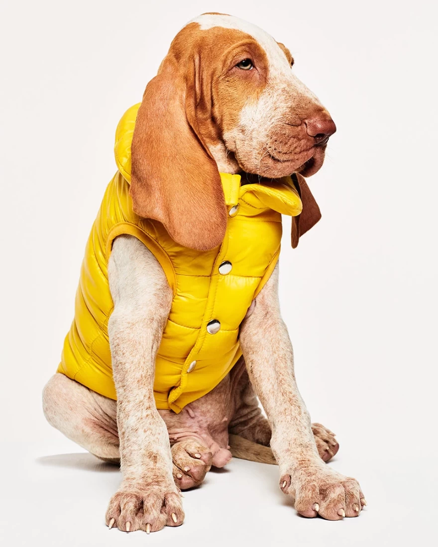 γιλέκο σκύλου