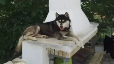 Αράχωβα: Η νέα έρευνα της ΕΛΑΣ για τον θάνατο του Oliver - Έπεσε θύμα αγέλης σκύλων;