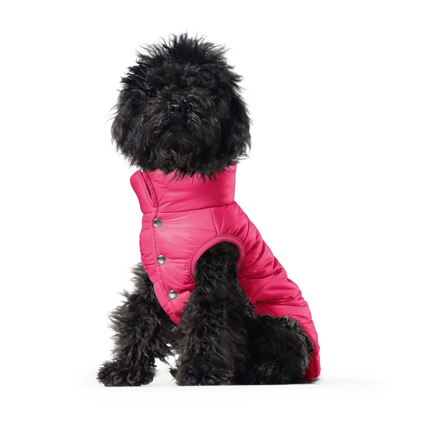 σκυλάκι με ρούχα