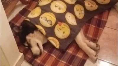 Αράχωβα: Μαρτυρίες για το δράστη της επίθεσης του Όλιβερ - Τι συμβαίνει με την πραγματογνωμοσύνη