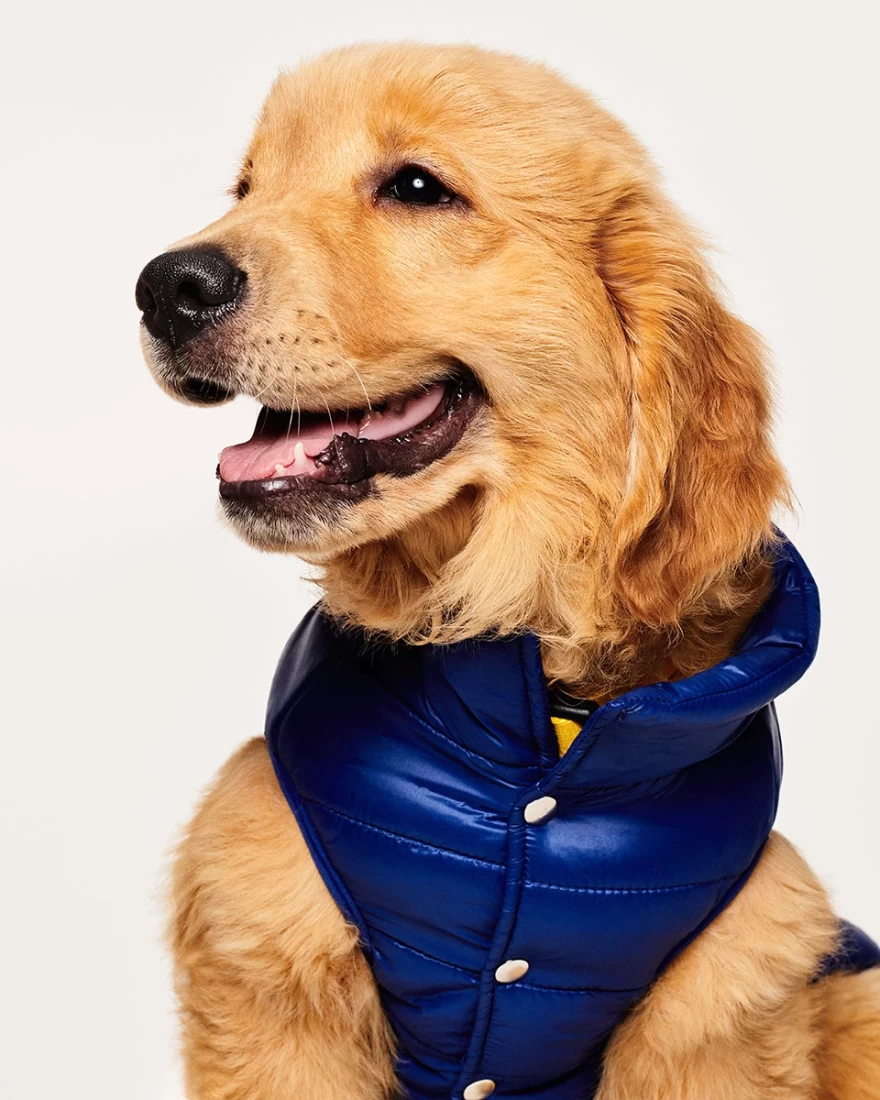 σκύλος με γιλέκο