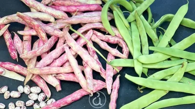 Για να μην τα μαγειρέψετε και τελικά είναι μπαγιάτικα - Πως να καταλάβετε ότι τα φασολάκια είναι φρέσκα και χωρίς ίνες