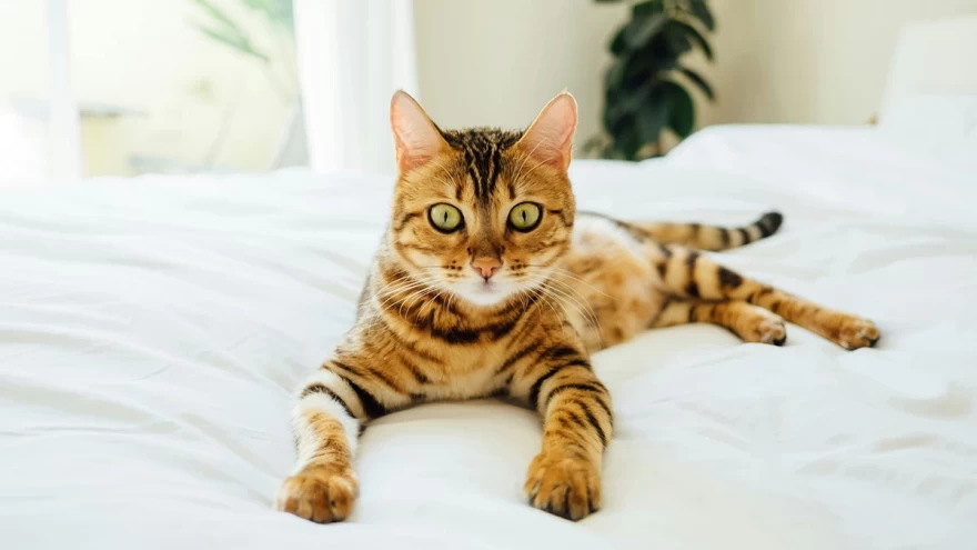 κατοικίδια