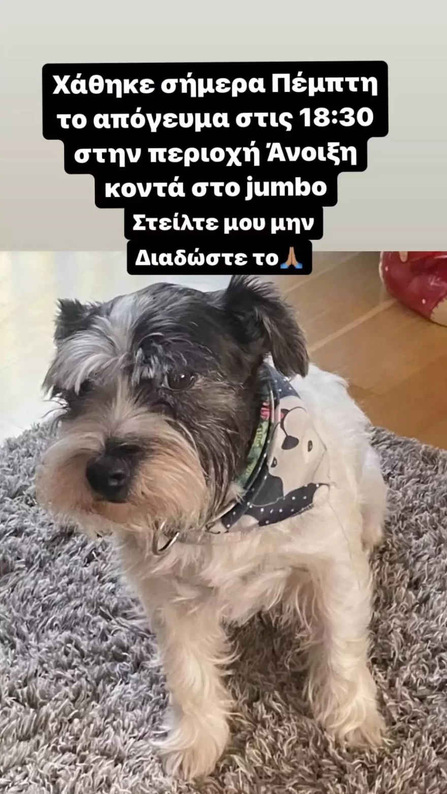 Χρήστος Φερεντίνος Σοφία Παυλίδου σκύλος