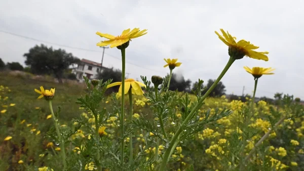 Καιρός 2/3: Παρουσιάζει βελτίωση το Σαββατιάτικο τοπίο - Σε ποιες περιοχές θα έχει ήλιο και σε ποιες βροχή