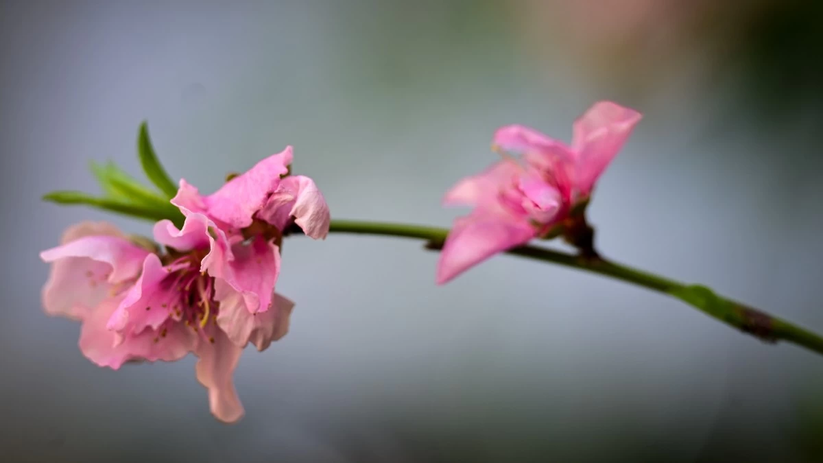 Γενικά αίθριος ο καιρός σήμερα 13/4 - Τις μεσημβρινές και απογευματινές ώρες θα...
