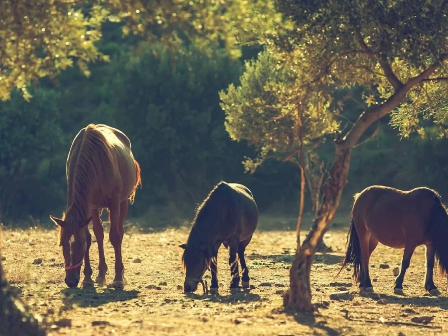 Farmamoo στον Διόνυσο